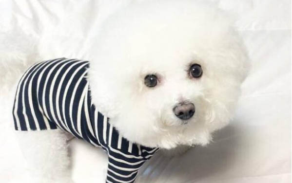 比熊犬和泰迪哪个贵
