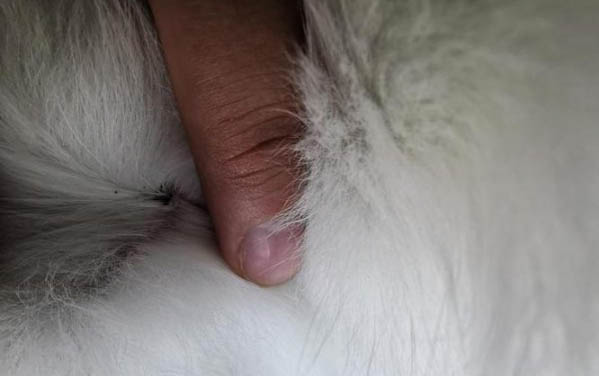 猫咪忧郁症的表现有哪些