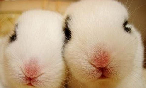 兔子成长过程分为几个阶段？