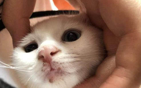狗狗胃出血有哪些症状