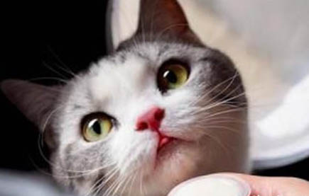 两个月的猫咪可以吃罐头吗？