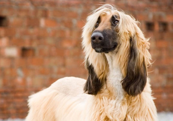 伊比赞猎犬频繁呕吐怎么回事