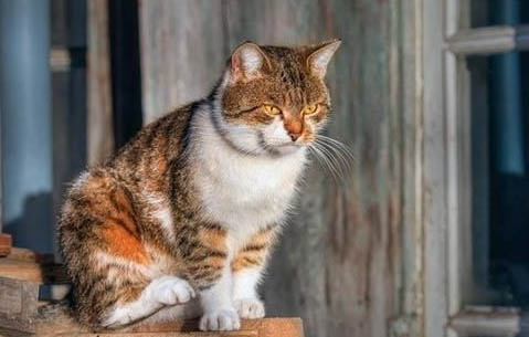 猫咪想上厕所的表现