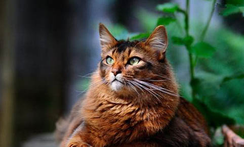 猫咪得急性肾衰竭原因