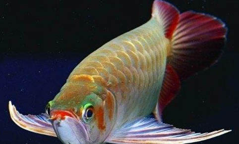 印尼红龙鱼多大发色