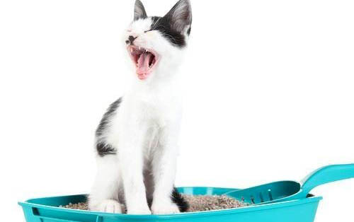猫咪一天能吃多少猫粮