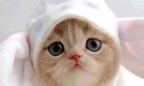 猫一天睡多久正常
