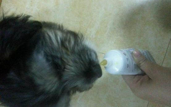 幼犬抽搐是因为什么原因引起的