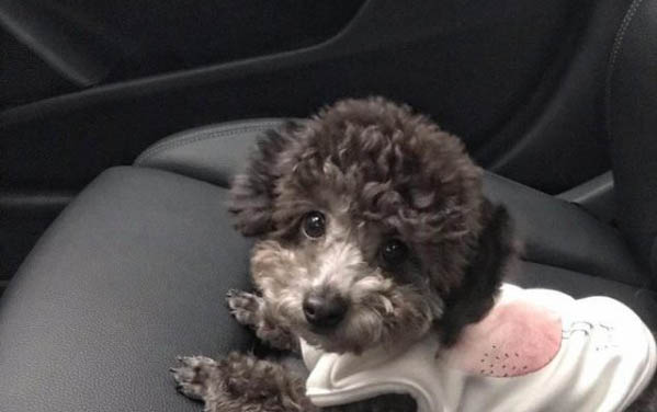 贵宾犬臭的原因及处理方法