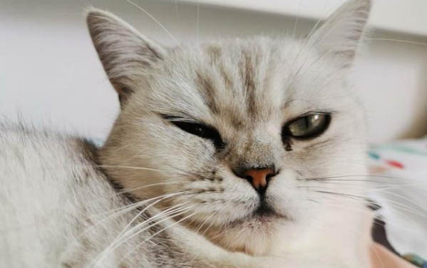 小猫胸部积水还能活多久