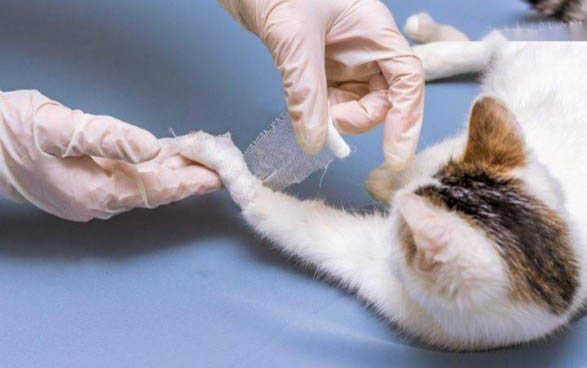 猫做绝育前要打疫苗吗