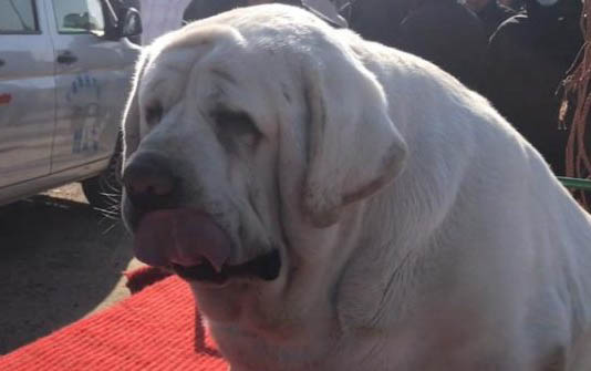 狗狗为什么会得犬瘟热