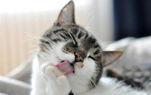 刚睁眼的小猫怎么喂养好