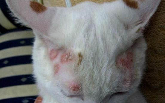 小猫咪多久睁眼