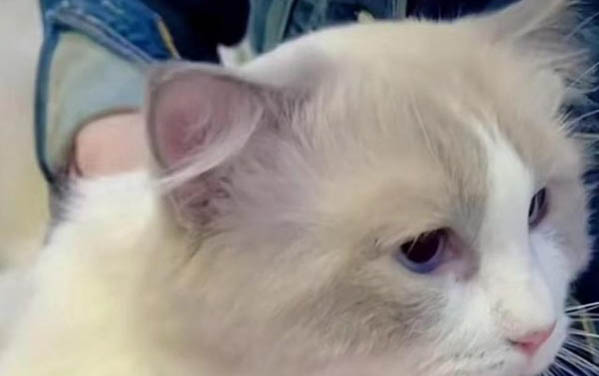 请问猫咪呕吐的原因及处理方法?