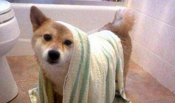 狗狗第一针疫苗打完多久才能洗澡