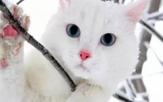 猫咪患猫传腹会流鼻涕流眼泪吗