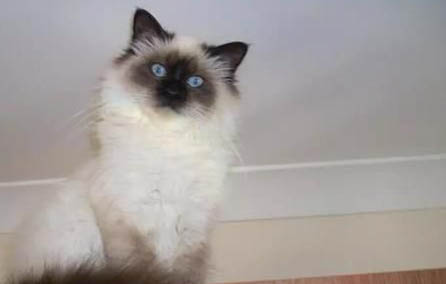 猫咪软骨病早期?