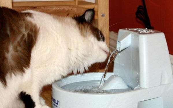 猫咪紧张会发抖吗为什么呢