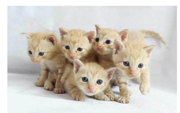 小猫多大可以剪指甲？