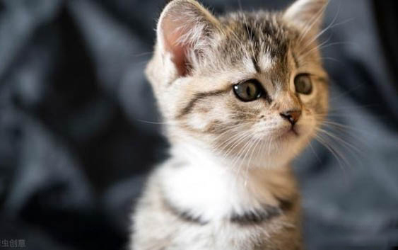 一个月小猫感冒了怎么办呢