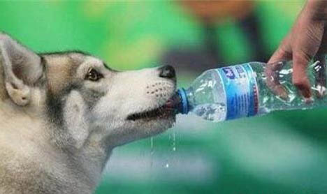 狗狗得了犬瘟热有传染性吗