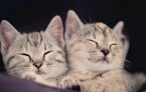 猫咪多久睁眼，能不能用手帮助睁眼
