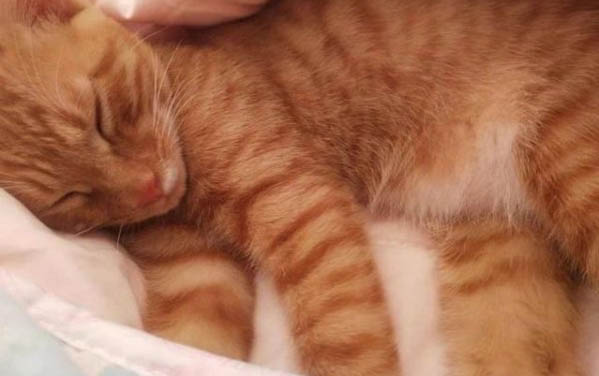 幼猫怎么判断是不是猫瘟病毒感染