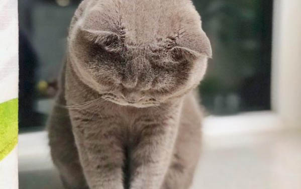 猫咪肝病有哪些表现