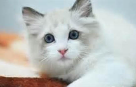 猫咪益生菌多久吃一次?