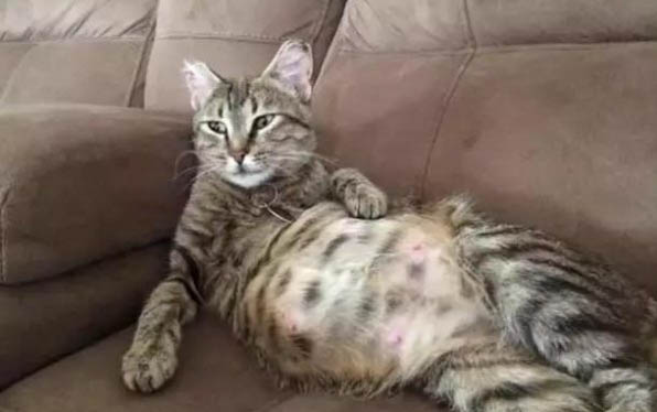 猫爬架多高合适