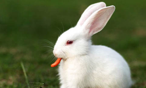 兔子长肉瘤能活多久