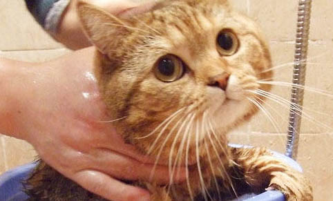 猫身上跳蚤怎么彻底去除呢