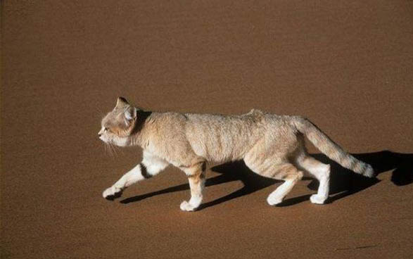 小猫爱咬人怎么办,用什么方法解决