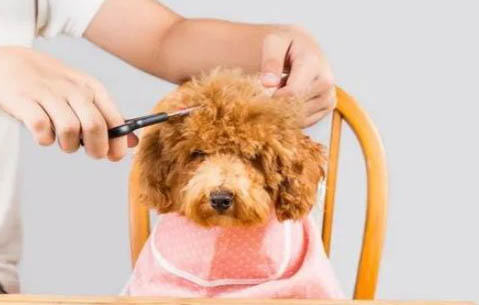 贵宾犬要多久晚上才不叫