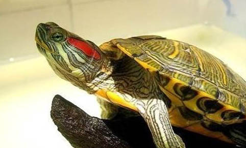 巴西龟晚上睡觉在水里还是在陆地