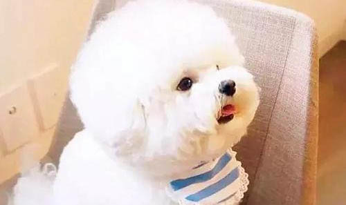 如何处理比熊大便软的问题?