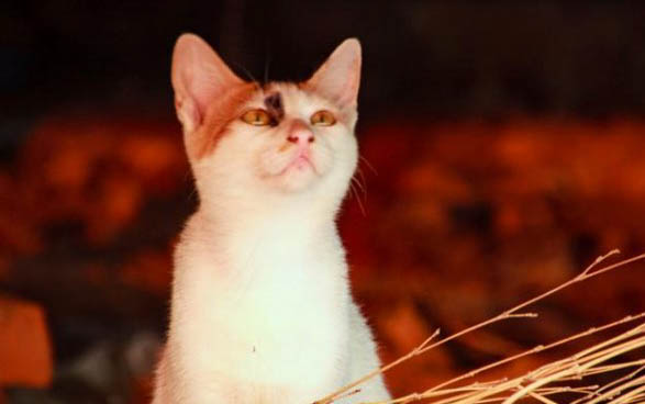 猫胺幼猫可以天天吃吗