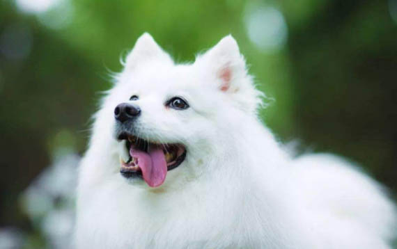 银狐犬智商怎么算