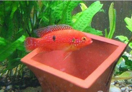 红宝石鱼能繁殖吗