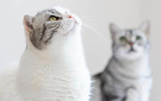 猫咪一直吐口水死了