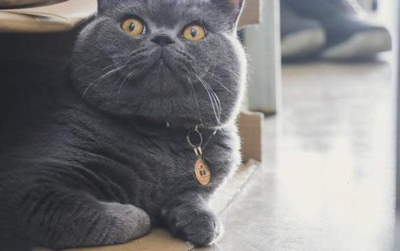 小猫多大可以离开母猫送人