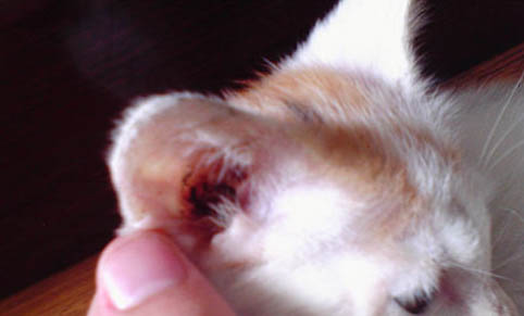猫咪尿道口有黑色结痂