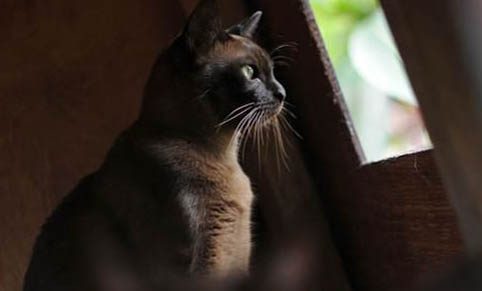 欧洲缅甸猫打嗝的原因和处理方法