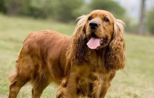 两个月英国可卡犬可以洗澡吗