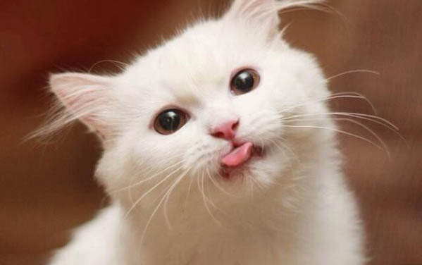 猫咪得了猫瘟有什么症状吗