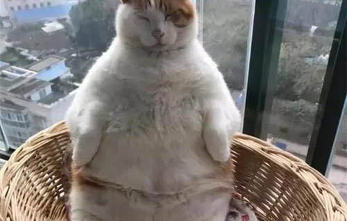 猫咪交配后为什么翻滚呢