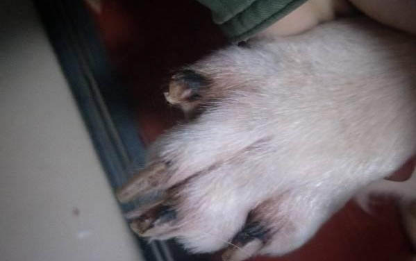同一胎的狗狗可以繁殖吗