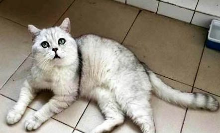 猫咪脖子上有个鼓包