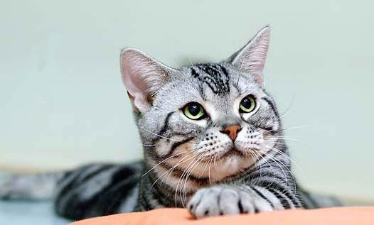 吃宠物猫可以吃的蔬菜有哪些?
